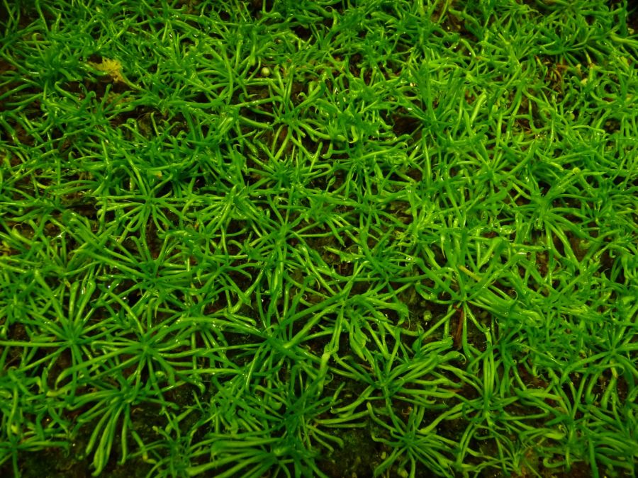 Darlingtonia californica S