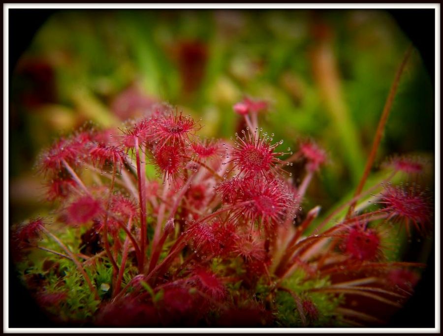 Drosera paradoxa L