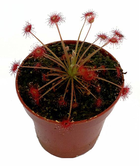 Drosera paradoxa - przykładowa oferowana sztuka