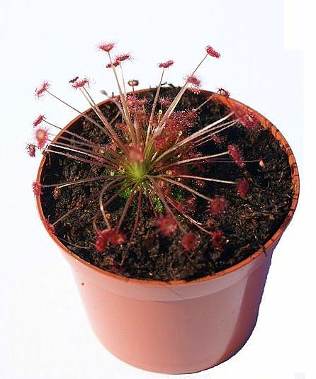 Drosera paradoxa - przykładowa oferowana sztuka