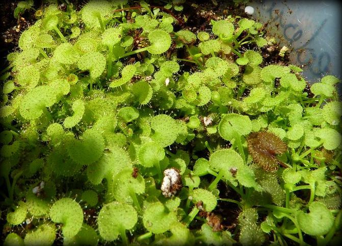Drosera prolifera S - obrazek 3