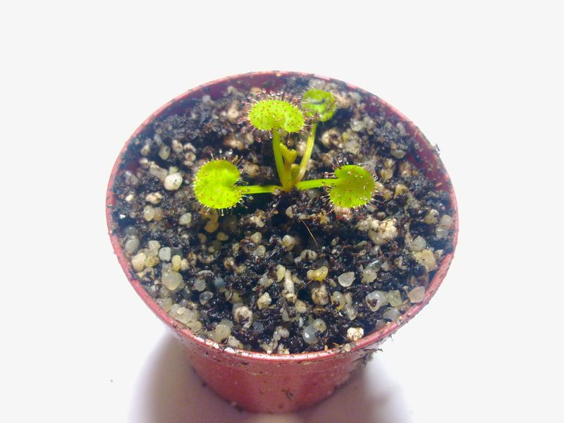 Drosera prolifera S - obrazek 2