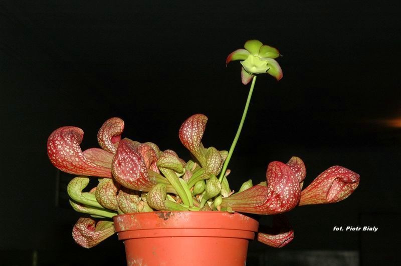Sarracenia pssitacina XL - obrazek 2