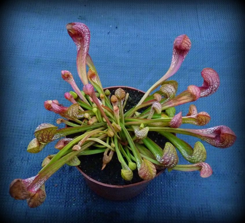 Sarracenia pssitacina XL - obrazek 4