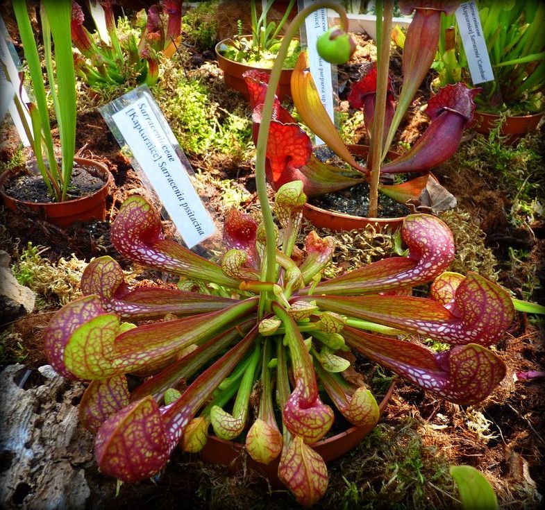 Sarracenia pssitacina XL - obrazek 3