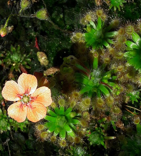 Drosera pulchella - obrazek 2