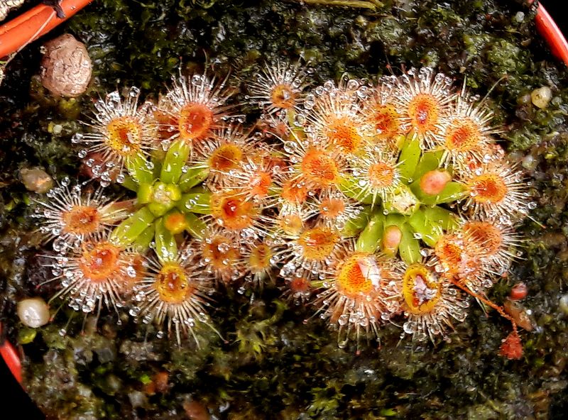 Drosera pulchella