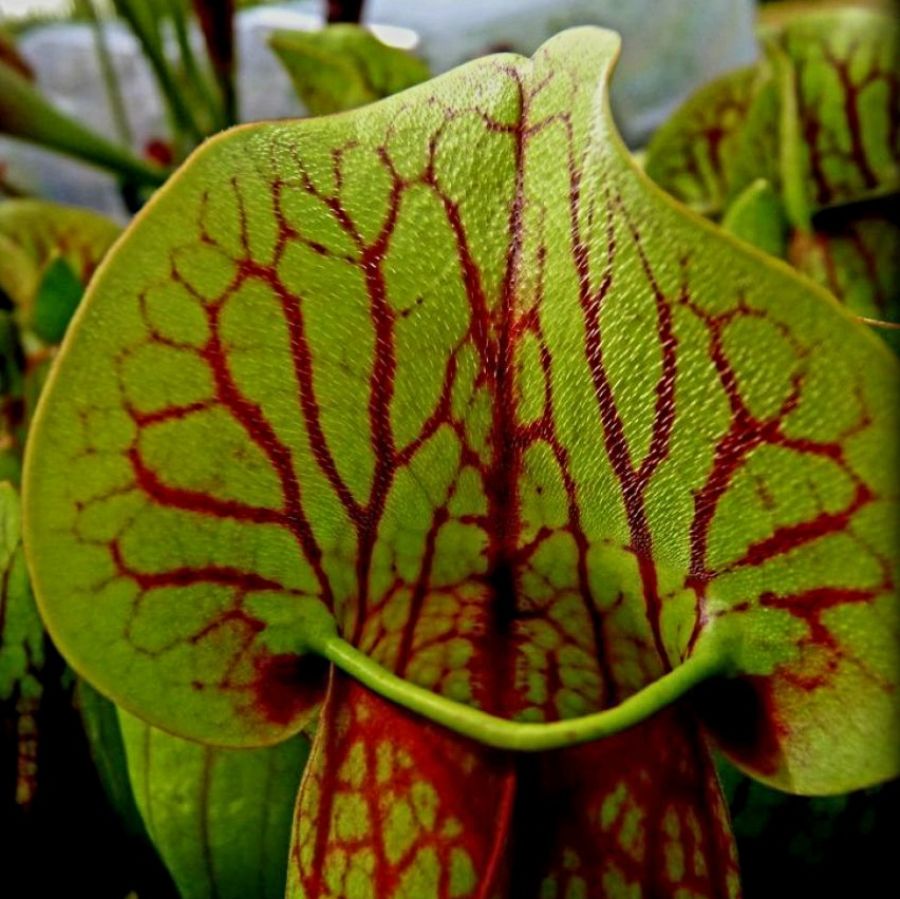 Sarracenia 'Dracula' - obrazek 3