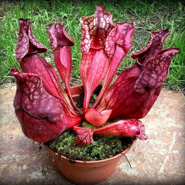 Sarracenia purpurea ssp venosa Red - przykładowy okaz do sprzedaży
