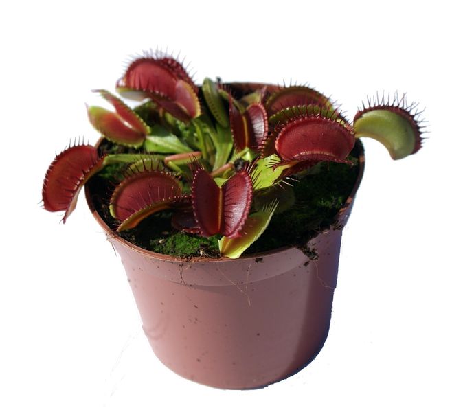 Dionaea muscipula 'Red-green' L