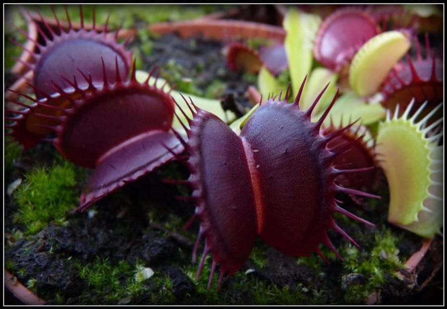 Dionaea muscipula 'Red-green' S