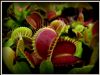 Dionaea muscipula 'Red-green' S - obrazek 2