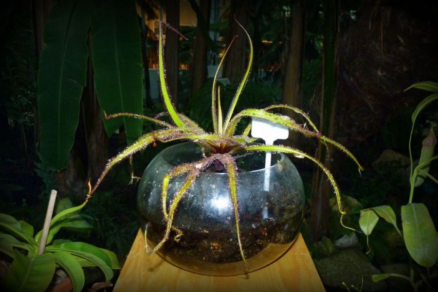 Drosera regia - obrazek 2