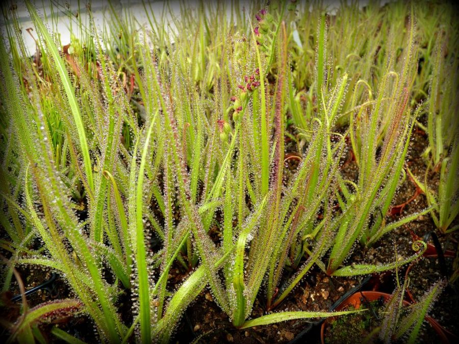 Drosera regia - obrazek 6