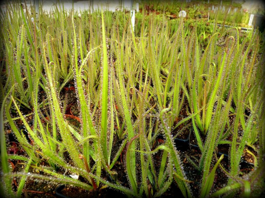 Drosera regia - obrazek 5