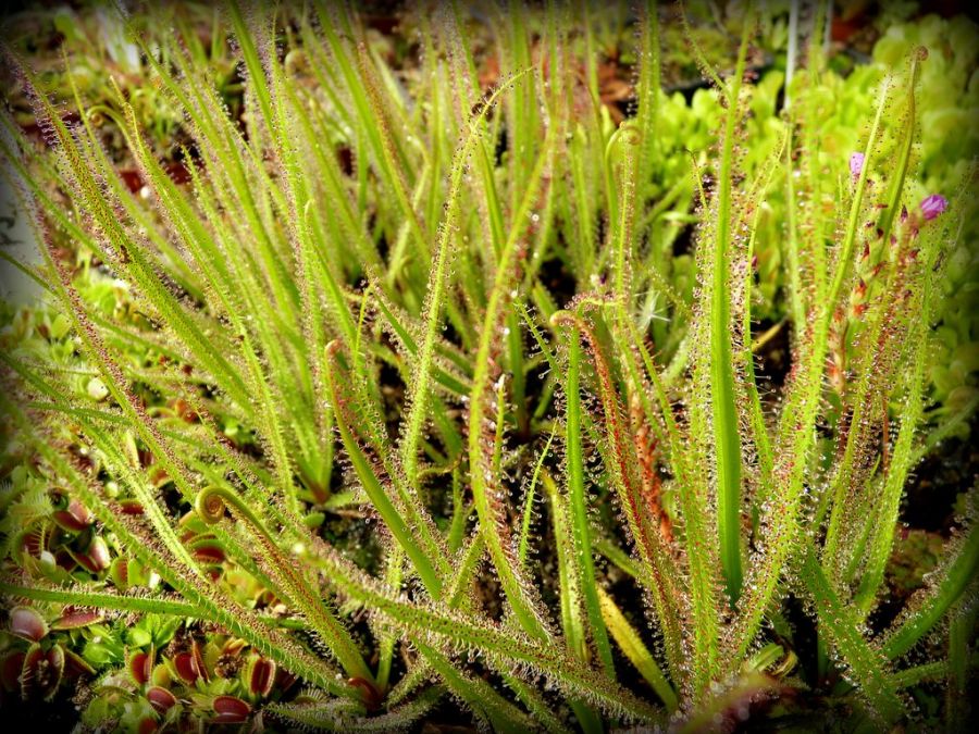 Drosera regia - obrazek 4