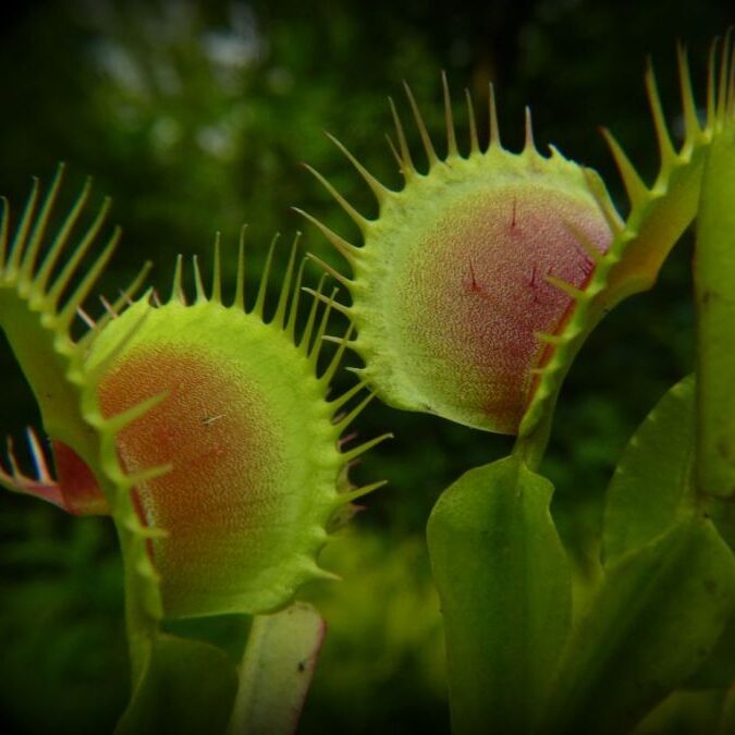 Dionaea muscipula Regular Form - pułapki