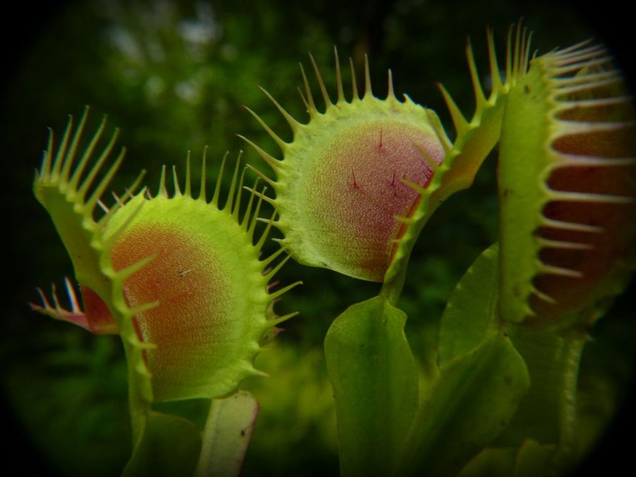 Dionaea muscipula 'Regular form' L