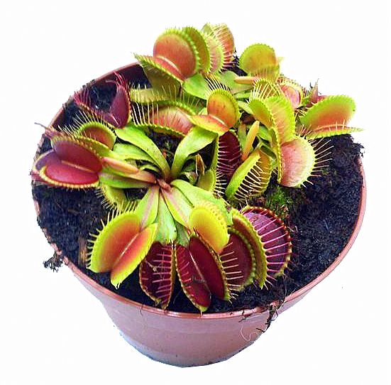 Dionaea muscipula Regular Form XL - przykładowy okaz do sprzedaży