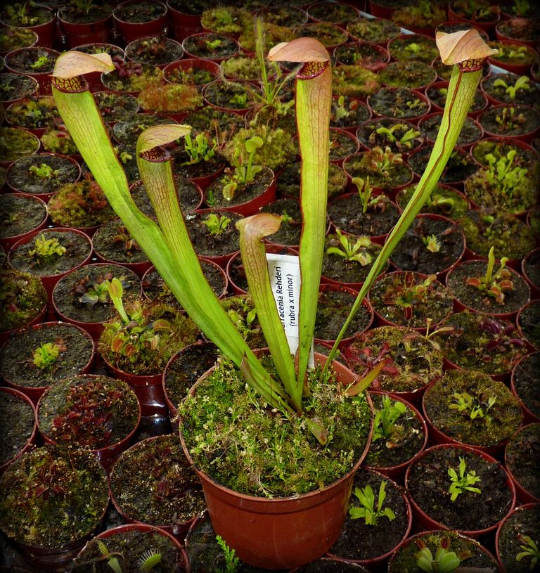 Sarracenia 'Rehderi' M - obrazek 4