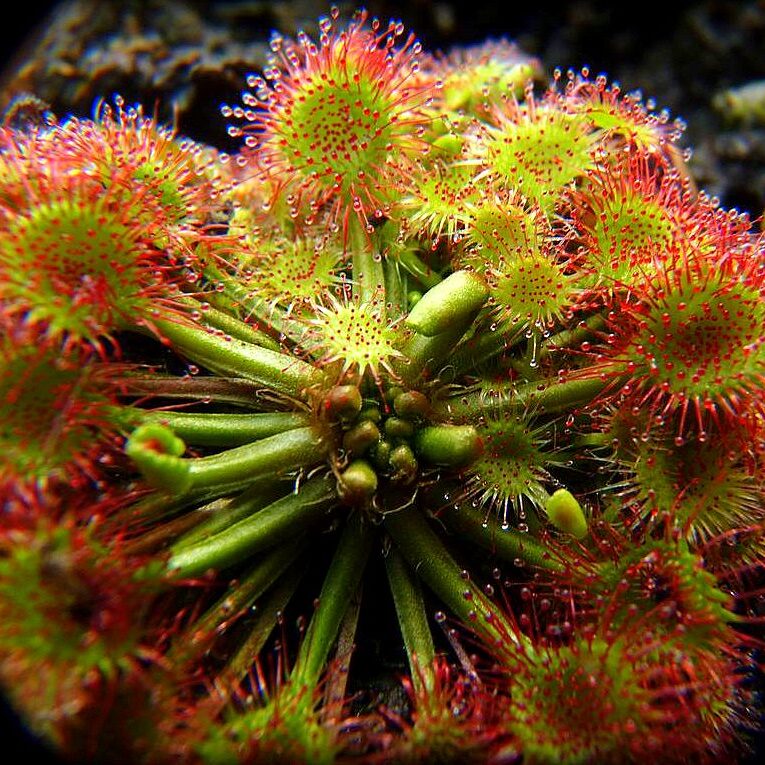 Drosera rotundifolia - exemplary plant for sale