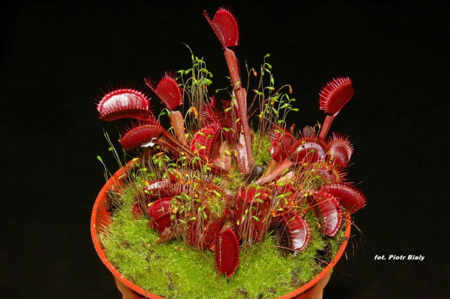 Dionaea muscipula 'Royal Red' - obrazek 3