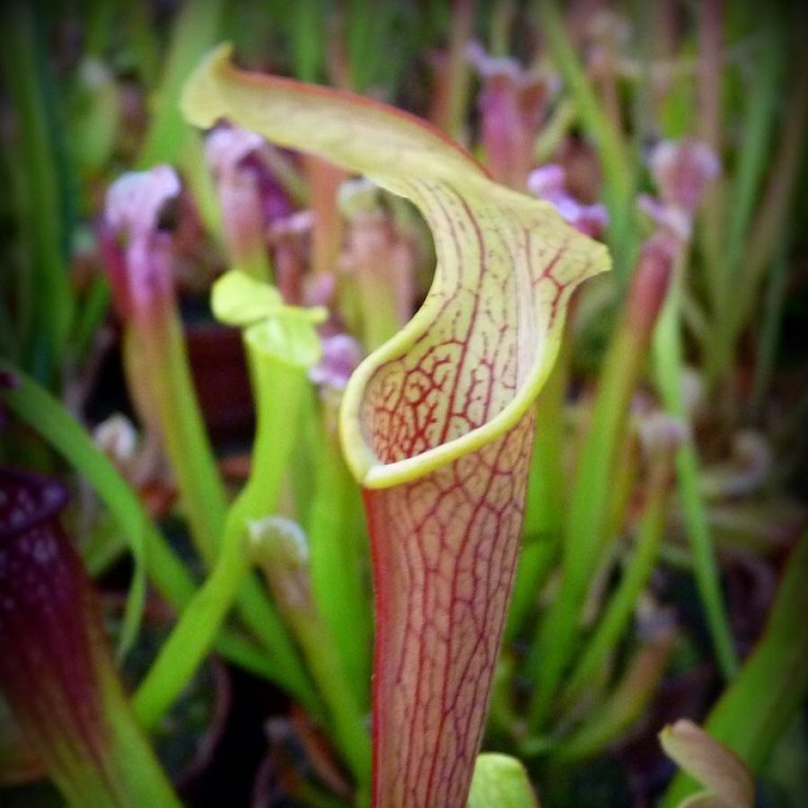 Sarracenia rubra ssp. rubra - pitcher