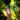 Nepenthes sanguinea – dzbanek dorosłego N. sanguinea