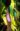 Nepenthes sanguinea – adult N. sanguinea’s pitcher