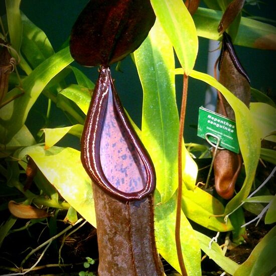 Nepenthes sanguinea - dzbanek dorosłego N. sanguinea