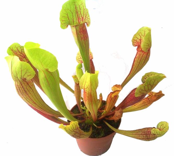 Sarracenia 'Vogel' - obrazek 6