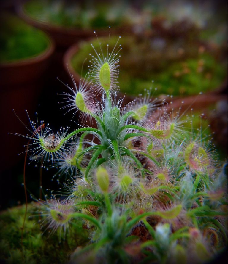Drosera scorpioides S - obrazek 2