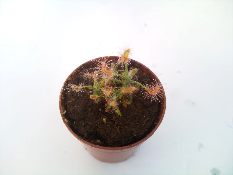 Drosera scorpioides S - obrazek 3