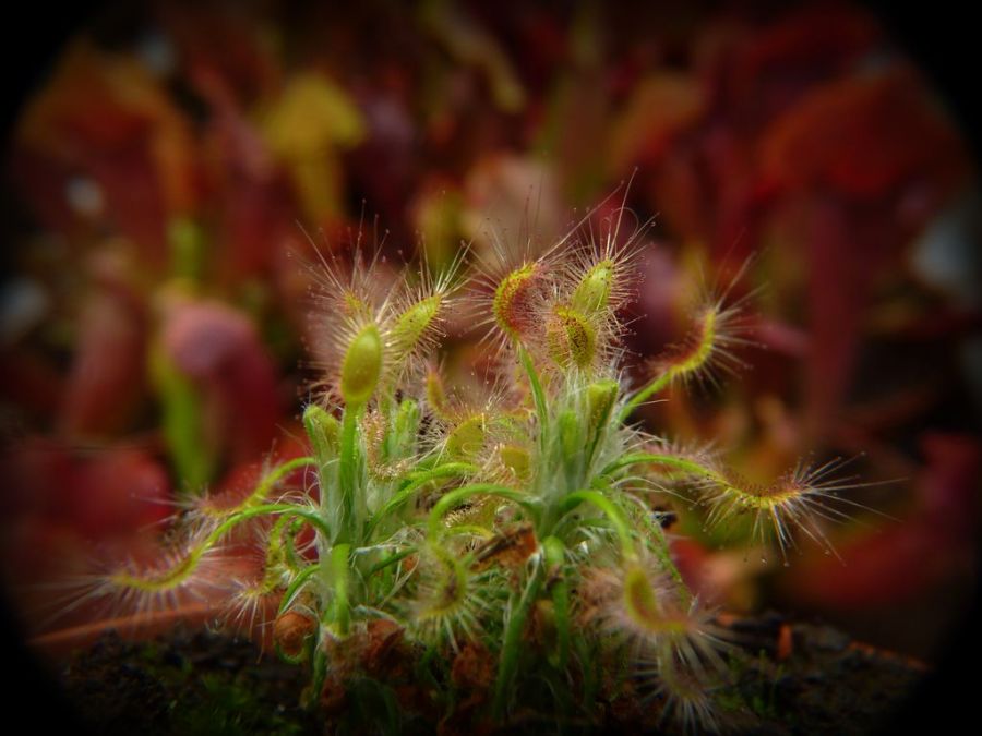 Drosera scorpioides S