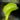 Dionaea muscipula Shark Teeth – pułapka