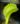 Dionaea muscipula Shark Teeth – trap