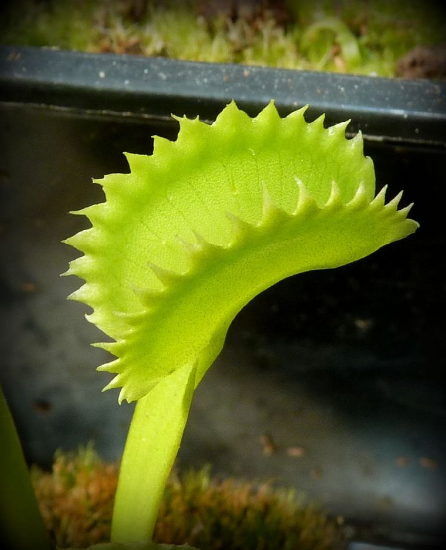 Dionaea muscipula 'Shark Teeth'