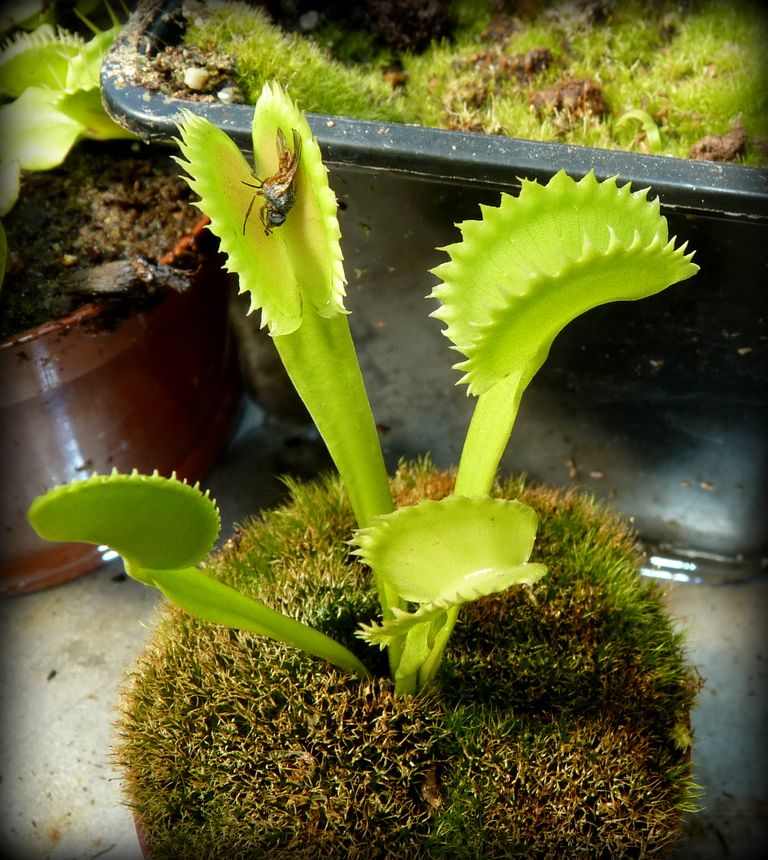 Dionaea muscipula 'Shark Teeth' - obrazek 2
