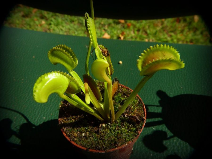 Dionaea muscipula 'Shark Teeth' - obrazek 5