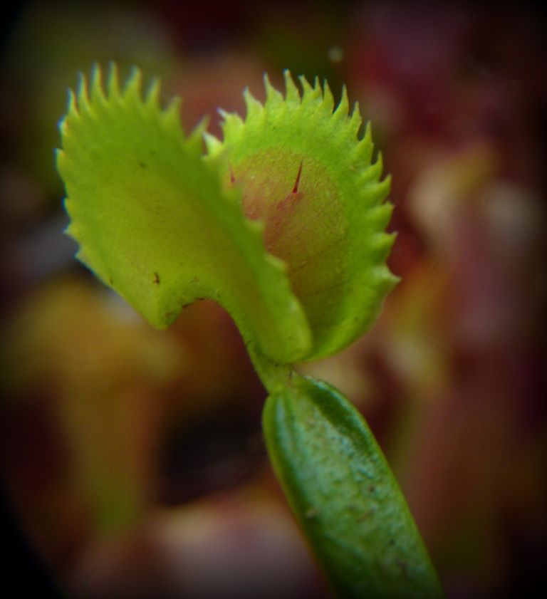 Dionaea muscipula 'Shark Teeth' - obrazek 3