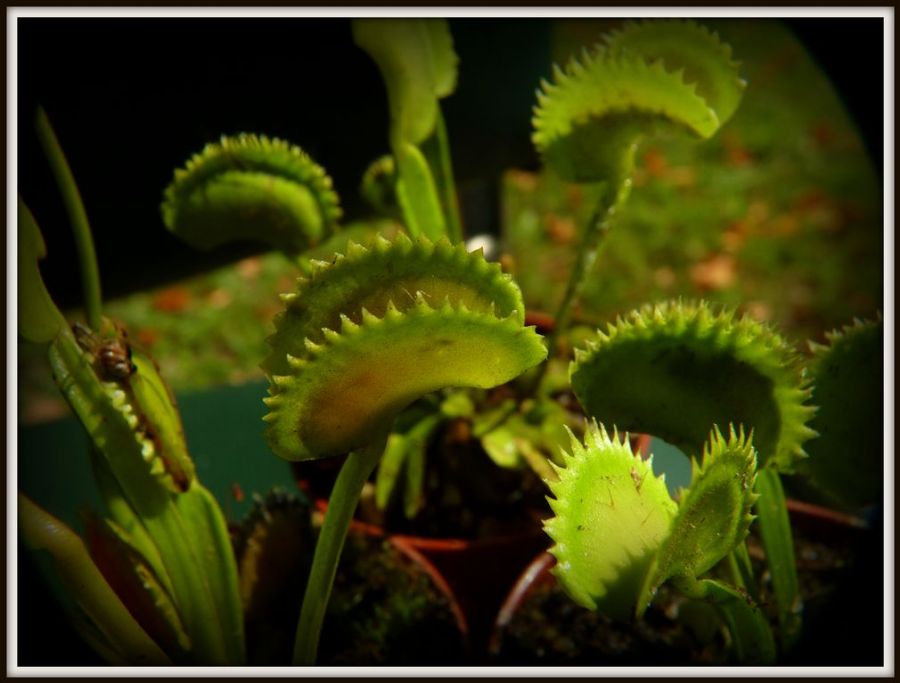 Dionaea muscipula 'Shark Teeth' - obrazek 4