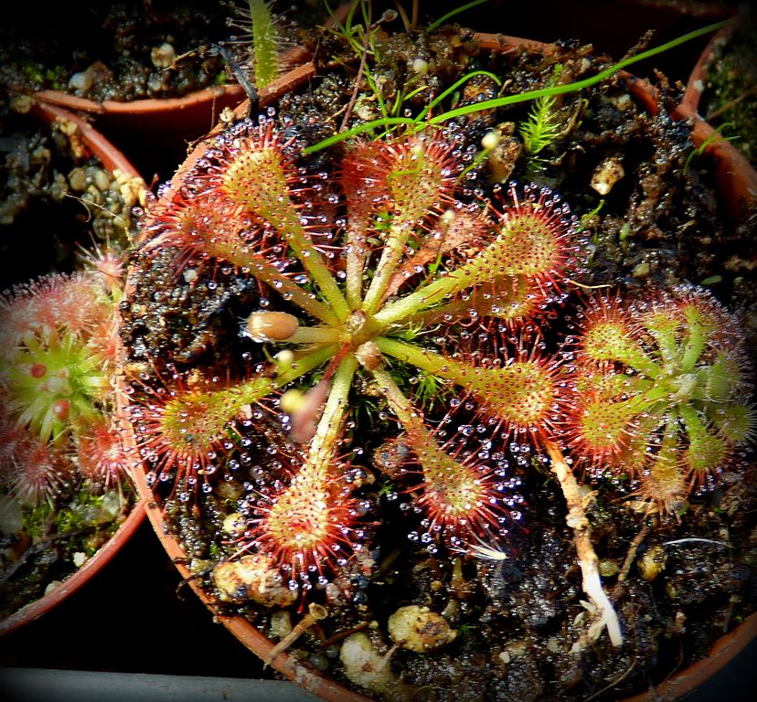 Drosera spatulata