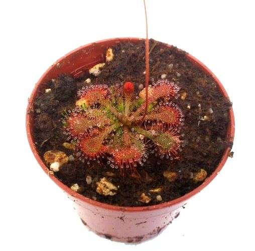 Drosera spatulata - obrazek 2