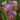 Sarracenia Stevensi – kielich
