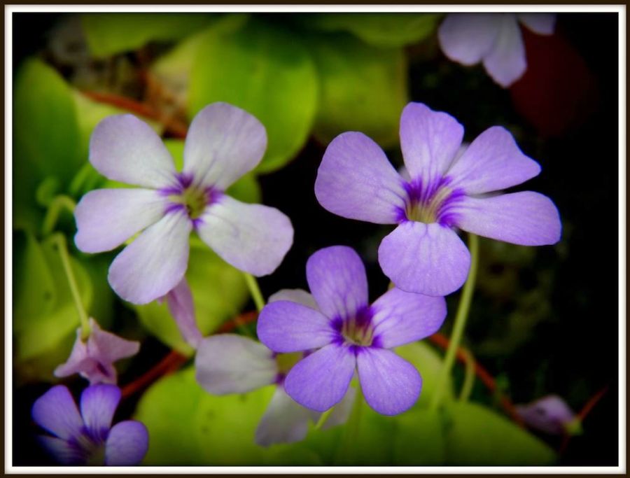 Pinguicula 'Tina' L