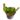 Nepenthes truncata S – exemplary plant for sale