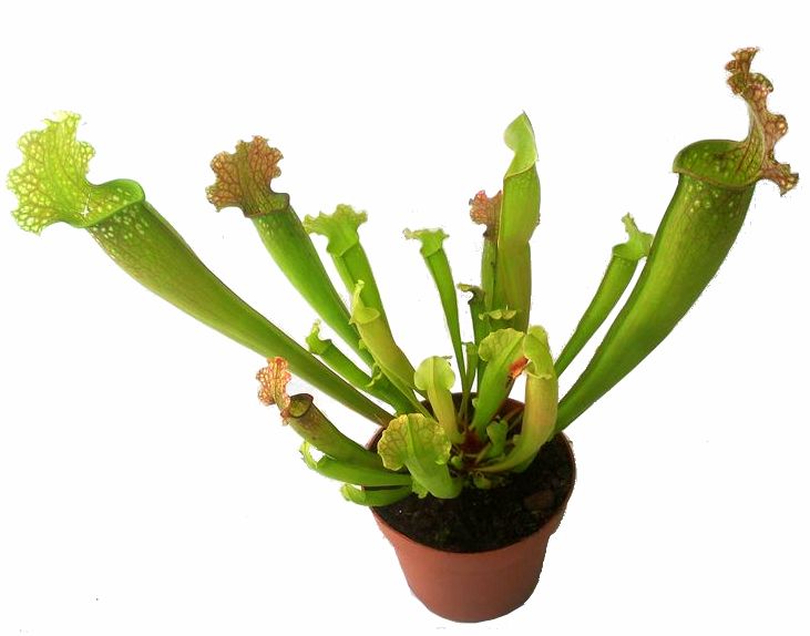 Sarracenia Velvet - exemplary plants for sale