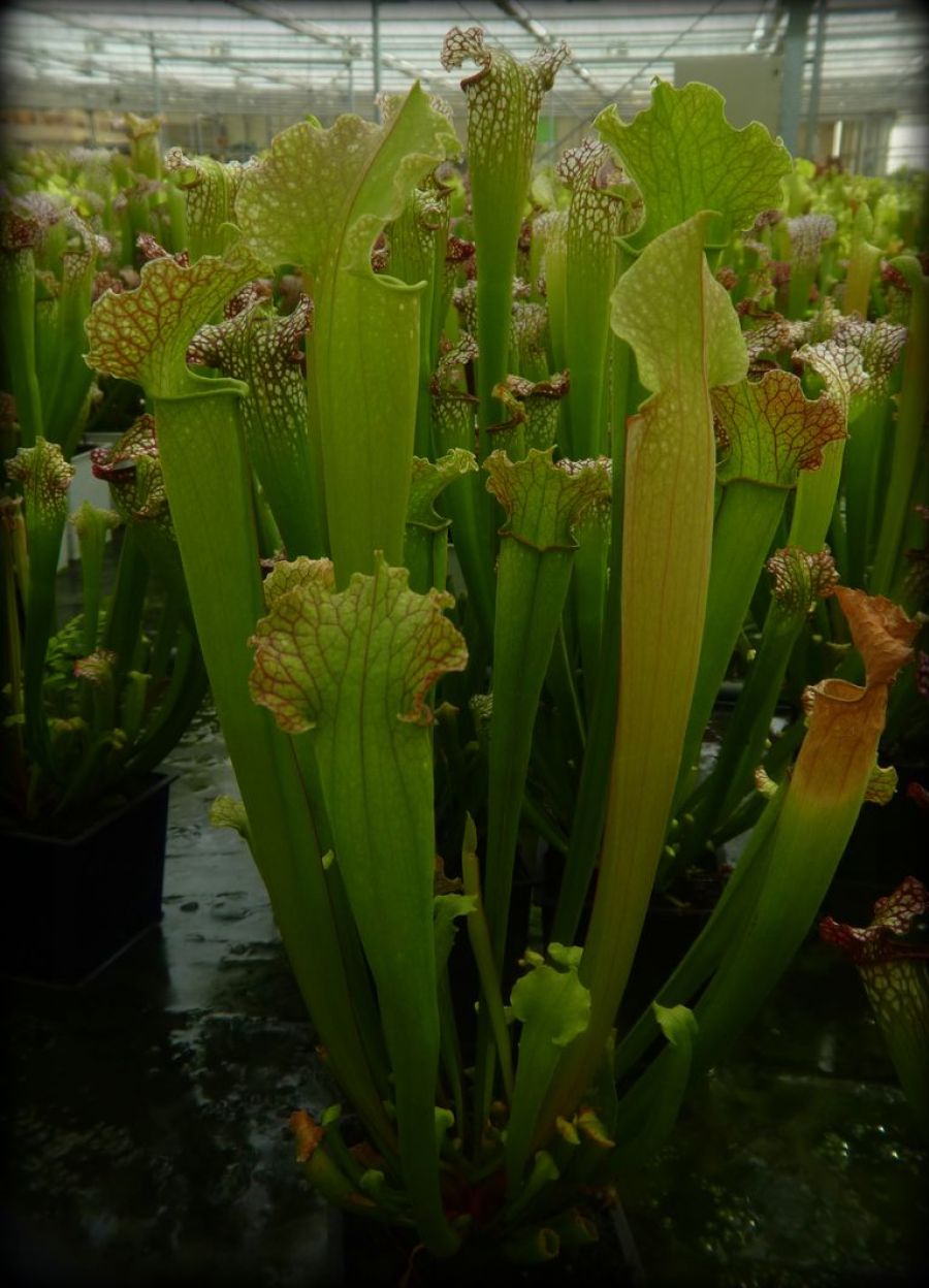 Sarracenia Velvet - adult plants