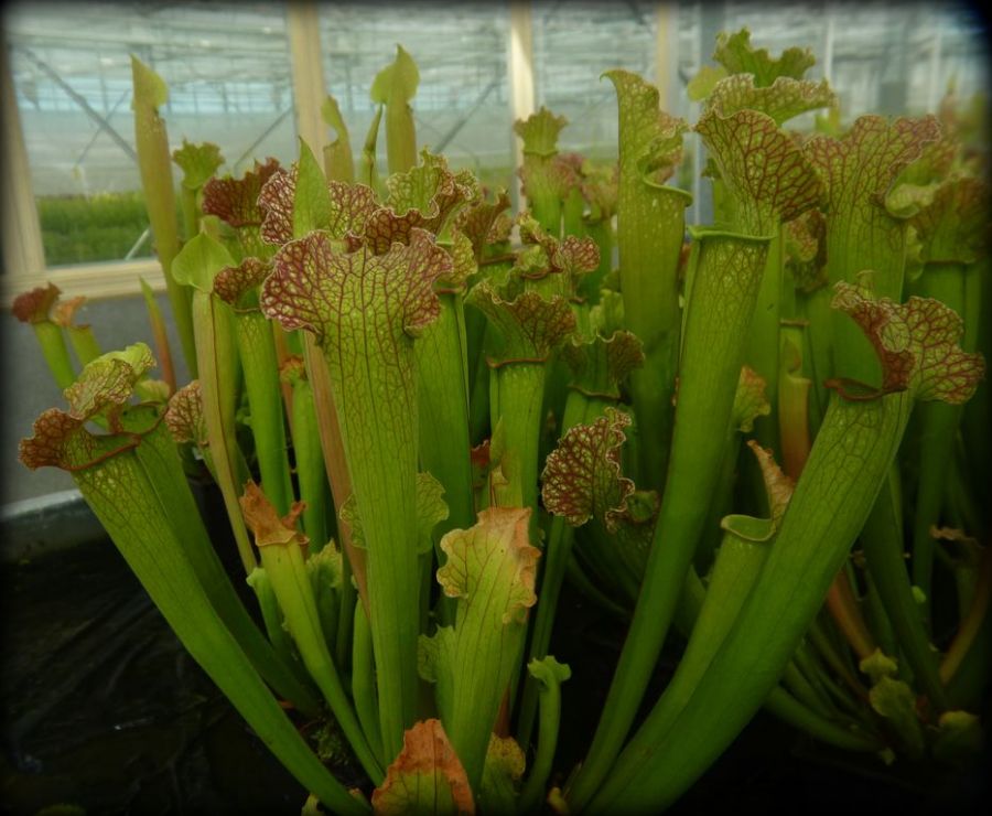 Sarracenia Velvet - adult plants