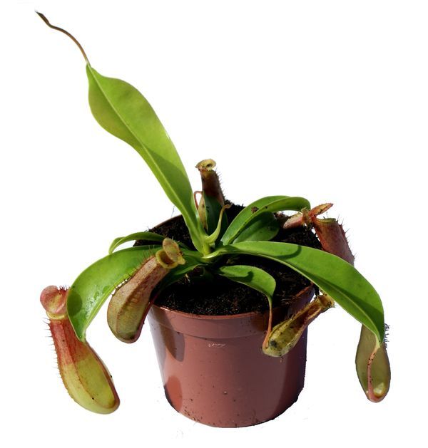 Nepenthes 'Ventrata' L - obrazek 4